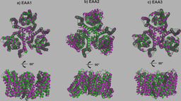 When Half a Protein Is Enough