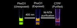 Fluorescent Surprises in Protein Cleavage