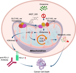 Starving Glutamine Selectively in Cancer Cells: Artificial Intelligence Predicted Structure-Based Drug Discovery of Cancer Metabolism Targeting Small Molecule