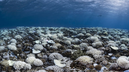 Call for papers: Ecosystems under marine heatwaves