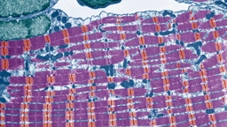 Call for papers: Muscle biology