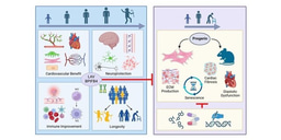 A longevity-associated variant of the human BPIFB4 gene prevents diastolic dysfunction in progeria mice