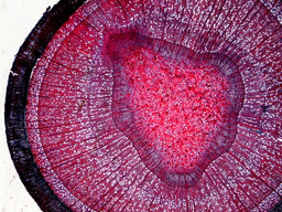 Finding my (your) why