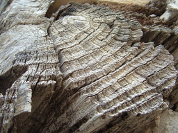 Working with or for: The fine line between leadership and authority