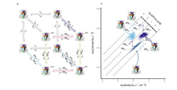 Mapping the Invisible: Translating Kinetic States into Structural Reality in P2X Receptors