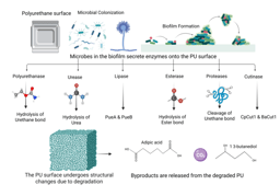 Tackling the Polyurethane Pollution Crisis Through Microbial Solutions