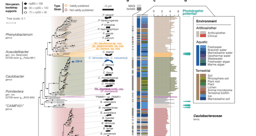 When cell biology meets ecology – uncovering the evolutionary and ecological context of a model bacterium