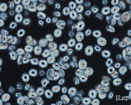 Could our Oceans Escape from Becoming a Warm Soup: Rethinking the Miocene with Coccolith Clumped Isotopes