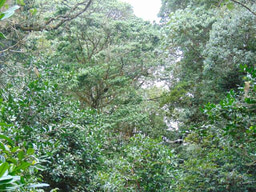 Hello, my name is Teresa Muthoni