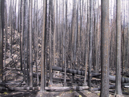Behind the Book | A Beautifully Burned Forest - Learning to Celebrate Severe Forest Fire