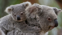 From Retrovirus Evolution to Zoo Management: A Genomic Approach to Koala Health