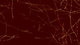 AFM reconstruction of Aβ42 fibril populations assembled in vitro reveals rare species that resemble amyloid polymorphs from human brains