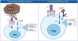 Happy Killers in Hostile Tumors: Engineering T Cells with a Built-In Survival Toolkit
