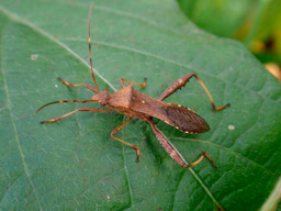 How a tiny bacterium turns itself into a “tunneling machine”