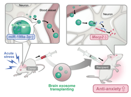 Stress-induced brain extracellular vesicles as molecular messengers of resilience