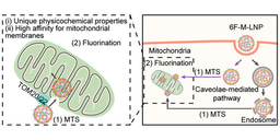 Delivering genes to mitochondria with a fluorinated modified tool