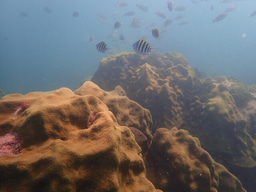 Stress-eating corals: understanding past soft tissue thickness dynamics in corals