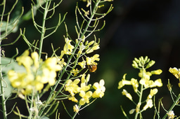 What are the genomic mechanisms linking seeds, climate, and pollinators?