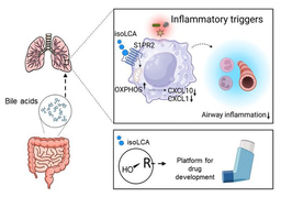 A microbiota-dependent bile acid reprograms alveolar macrophages to control lung inflammation