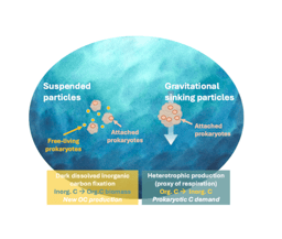Distinct contributions of suspended and sinking prokaryotes to mesopelagic carbon budget