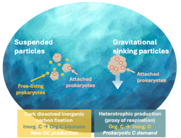 Distinct contributions of suspended and sinking prokaryotes to mesopelagic carbon budget