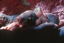 Simulation of group selection models