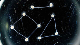 Connecting Brain Organoids to Build Dynamic Neural Networks