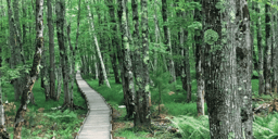 Behind the Scenes of the Intercultural Legacy Project