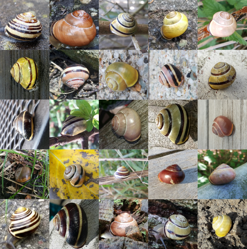 How citizen scientists helped us discover snail shell colour