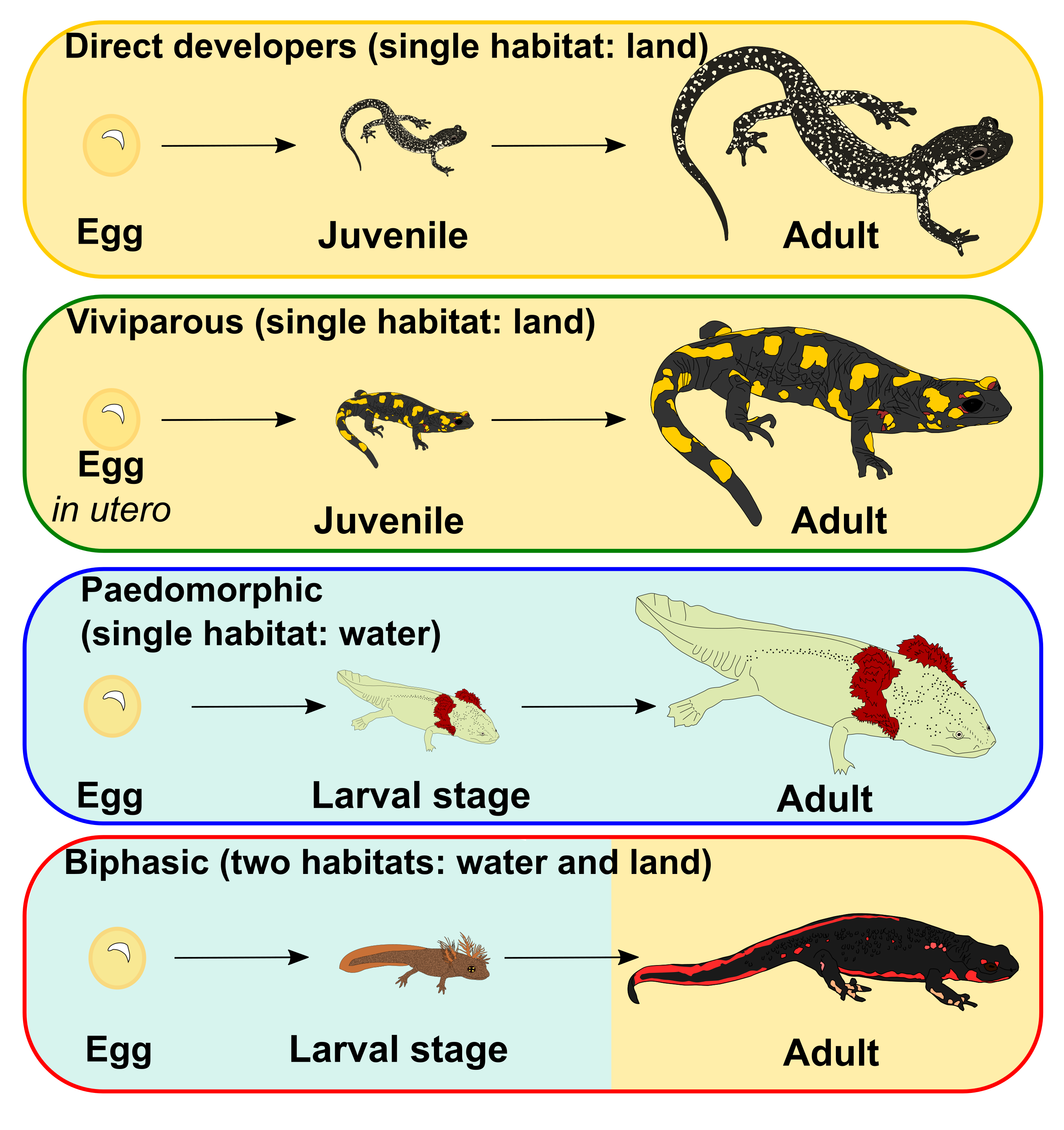 Salamanders Life Cycle Salamanders Life Cycle