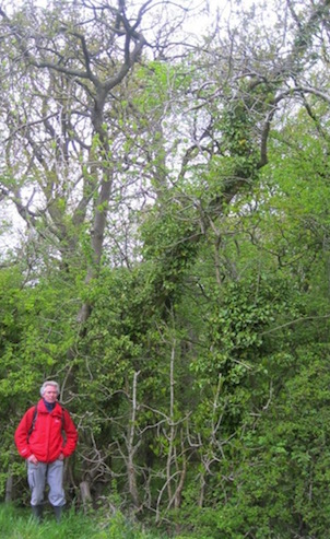 David Boshier and tree 2451 in the Cotswolds