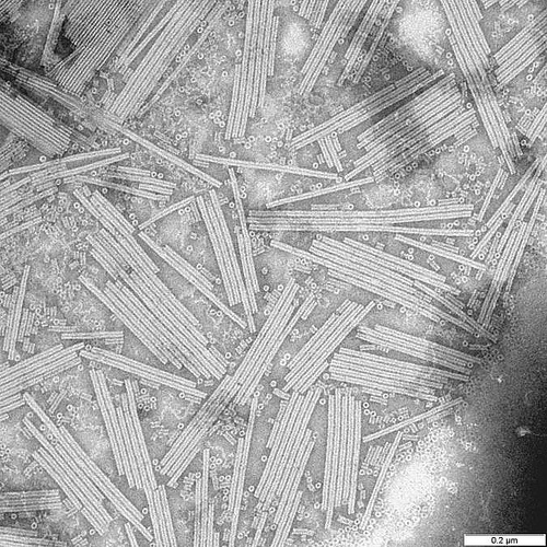 Rosalind Franklin's contributions to virology