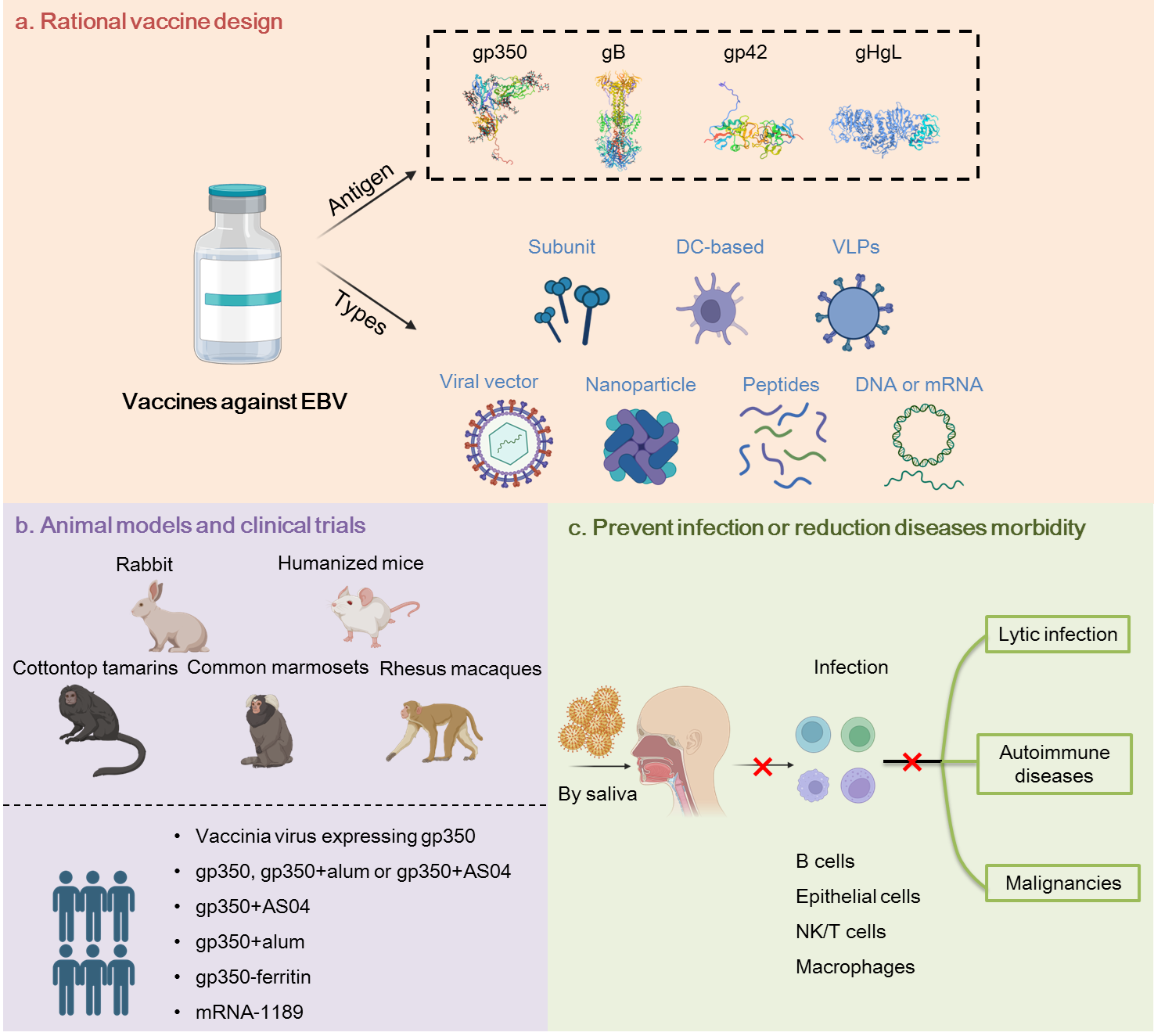 Screening for Epstein–Barr virus (EBV) infection status in university  freshmen: acceptability of a gingival swab method | Epidemiology \u0026  Infection | Cambridge Core, image size:1475x1324