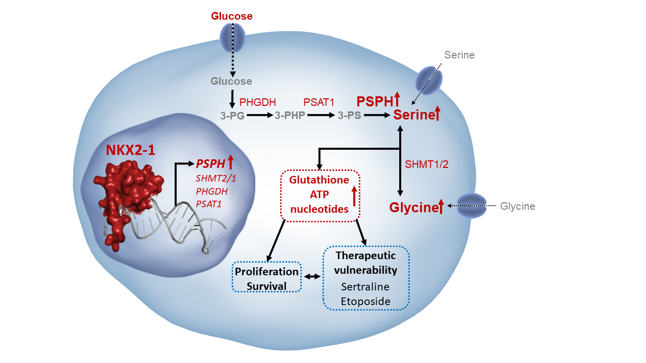 Transcription factor NKX2-1 drives serine and glycine synthesis addiction  in cancer