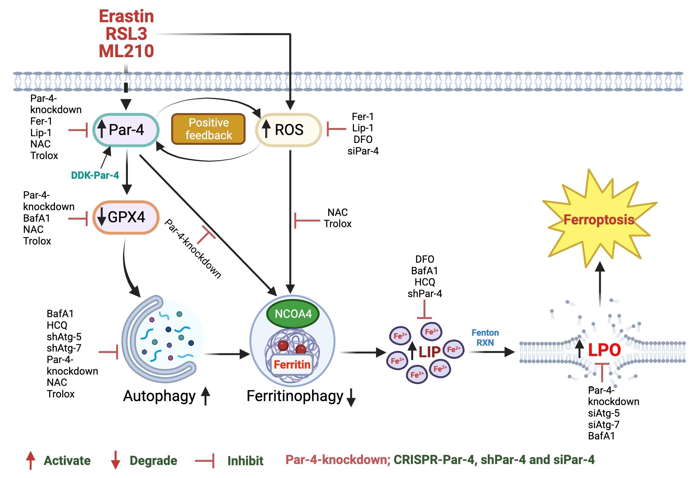 Tumor suppressor Par-4 activates autophagy-dependent ferroptosis