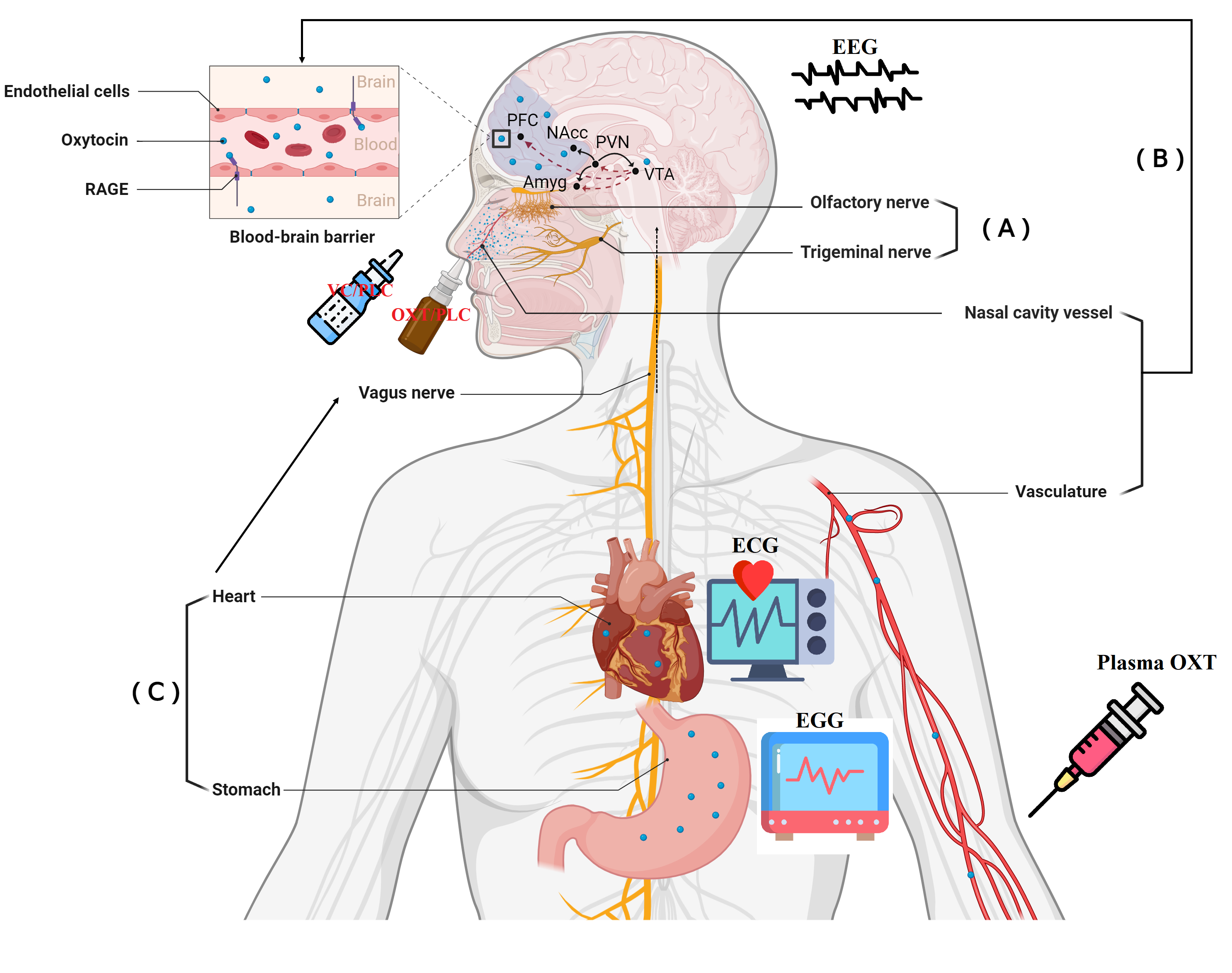 Sniffing oxytocin: Nose to brain or nose to blood? | Research Communities  by Springer Nature