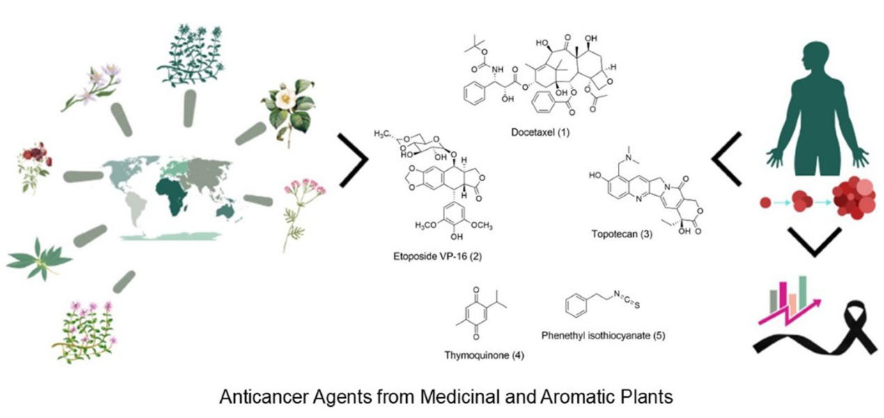 The Discovery of Anticancer Drugs from Natural Products | Research  Communities by Springer Nature