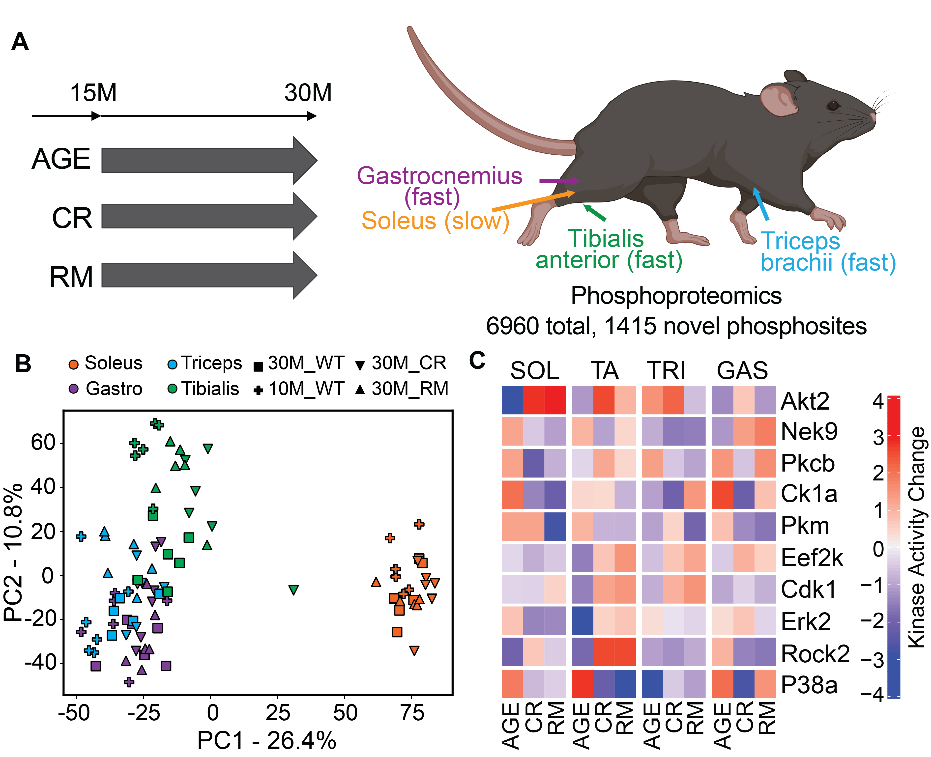 Marching Forward: Recent Skeletal Muscle Discoveries - Aurora Scientific, image size:3756x3055