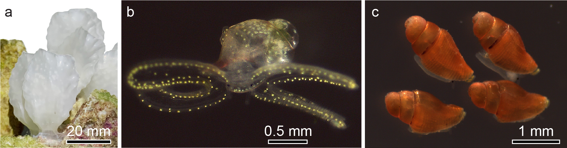 Pouch Snail Life Cycle