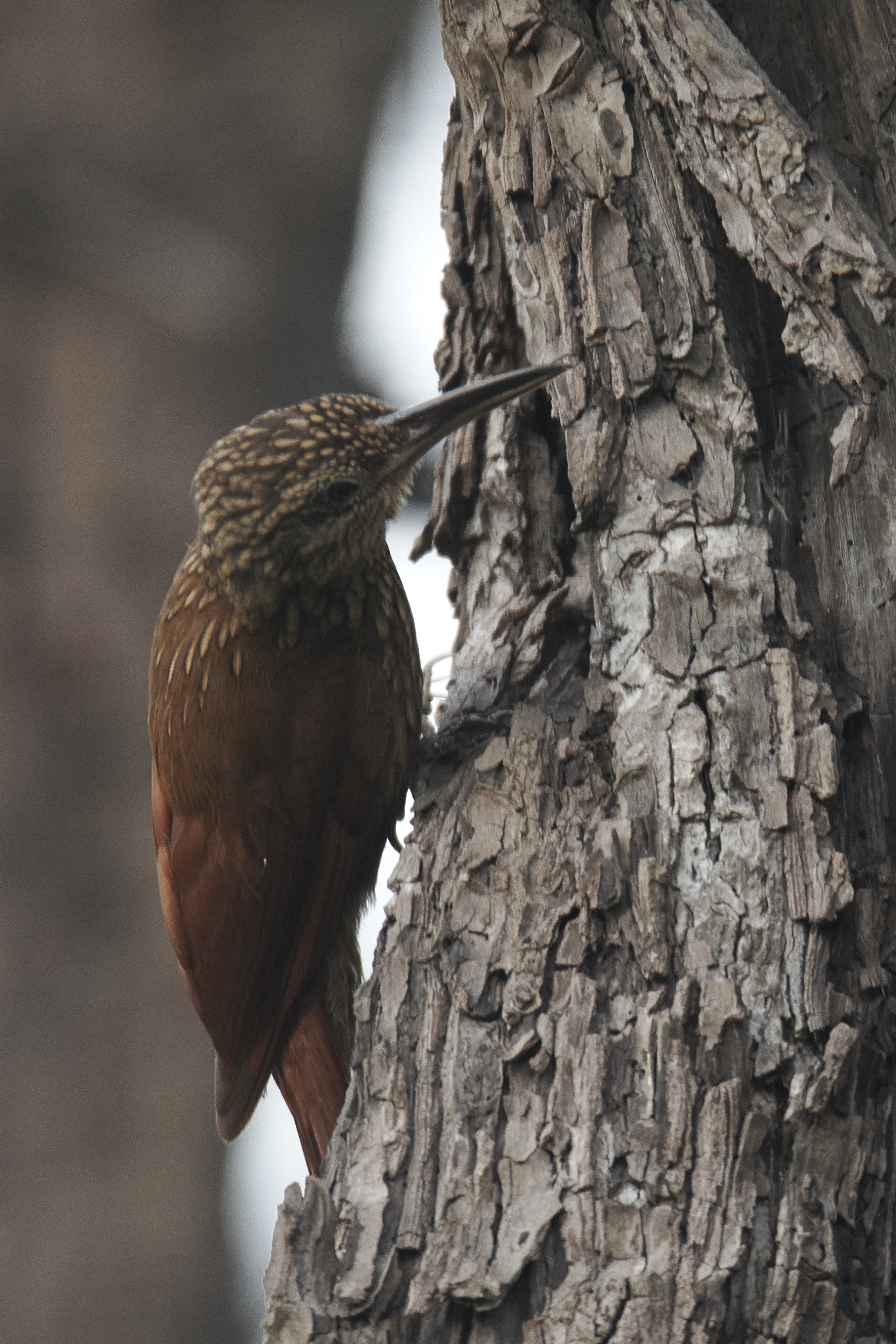 Understanding species adaptation to disturbances: an opportunity to survive the current biodiversity crisis? 3