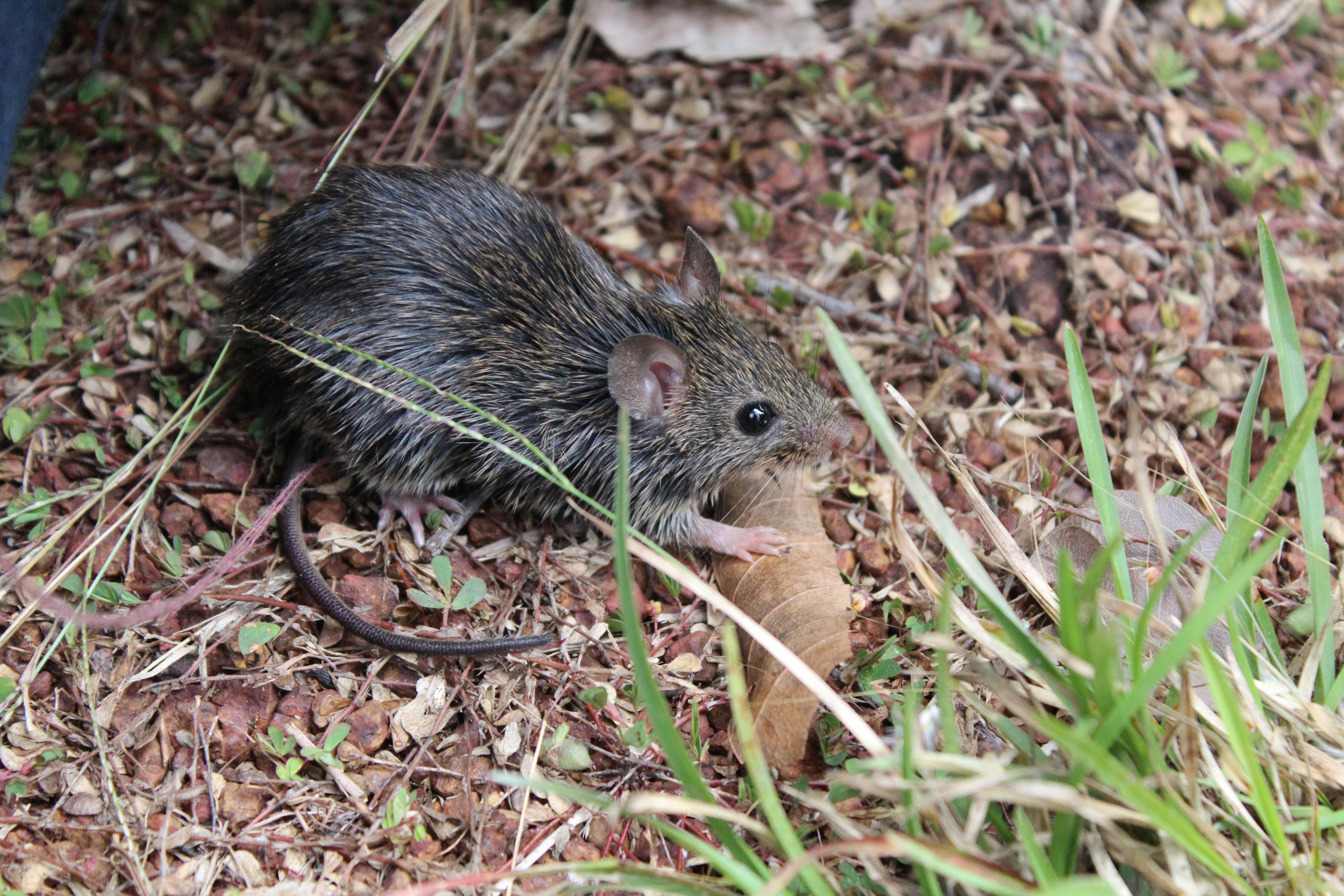 Understanding species adaptation to disturbances: an opportunity to survive the current biodiversity crisis? 2