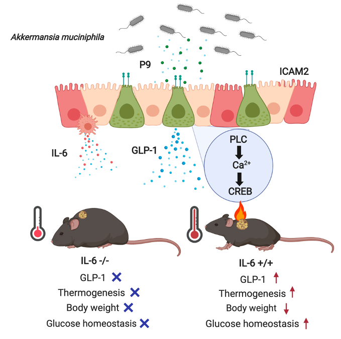 does akkermansia increase glp 1 The specific way of gut microbe to communicate with host