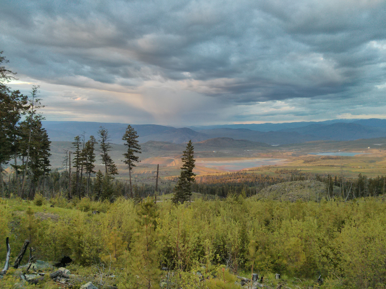 Frost remains a concern for forestry and conservation in a warming world