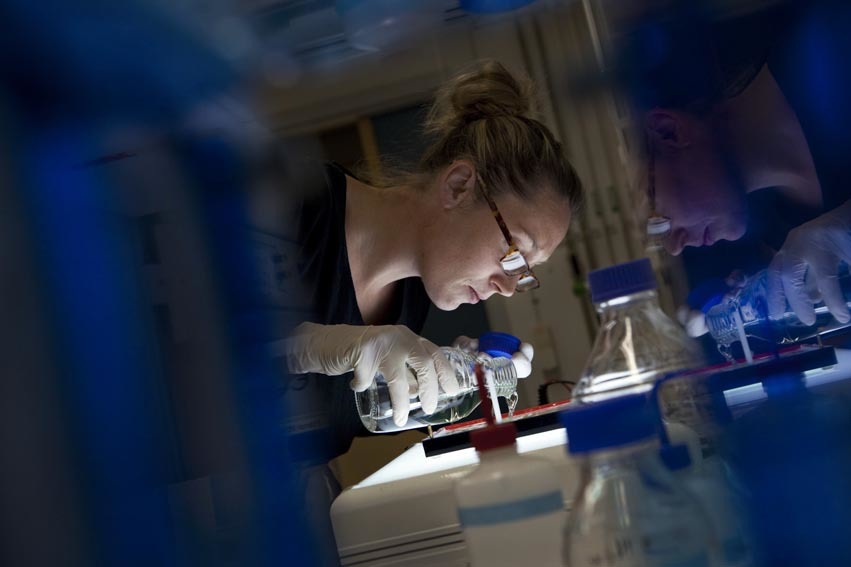 THE GREAT ESCAPE FROM DISEASE: A CASE OF MIGRATION AND COLONIZATION IN BIRDS