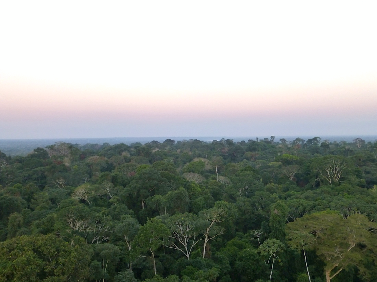 How evolving landscapes organize forest canopy characteristics in the lowland Amazon