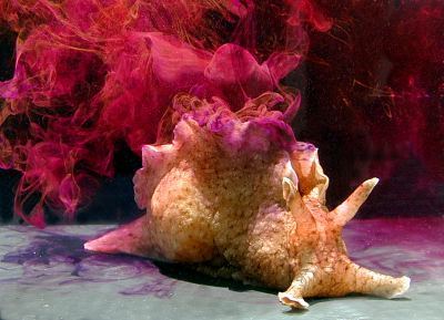 Sea hare discovery may enhance our understanding of learning and memory 