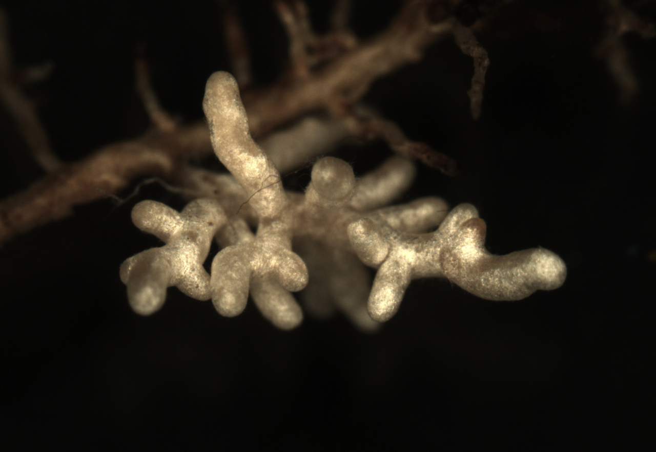 Fungal friends: The large-scale diversity, distribution and fate of Europe’s ectomycorhizal fungi 