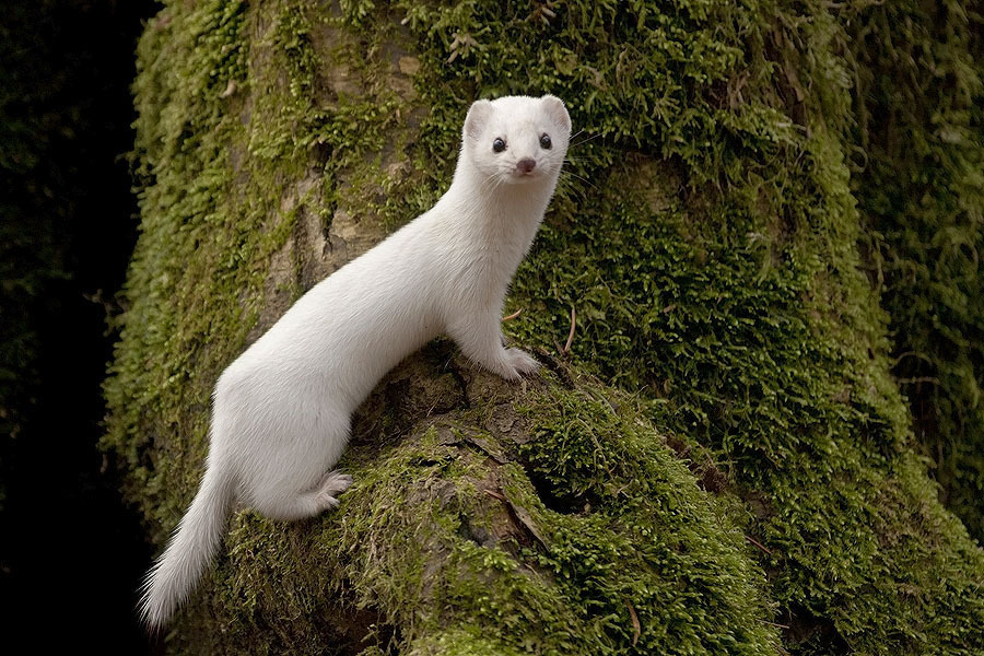 Weasels against global warming