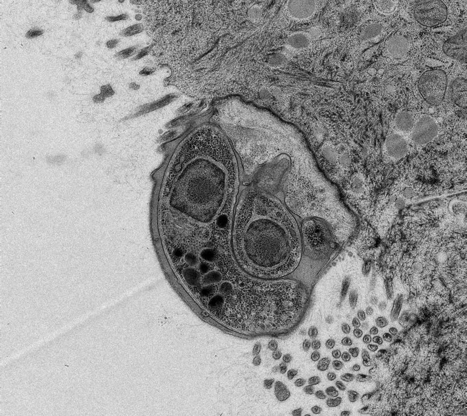 Finding a new home for Crypto: The Organoid! 