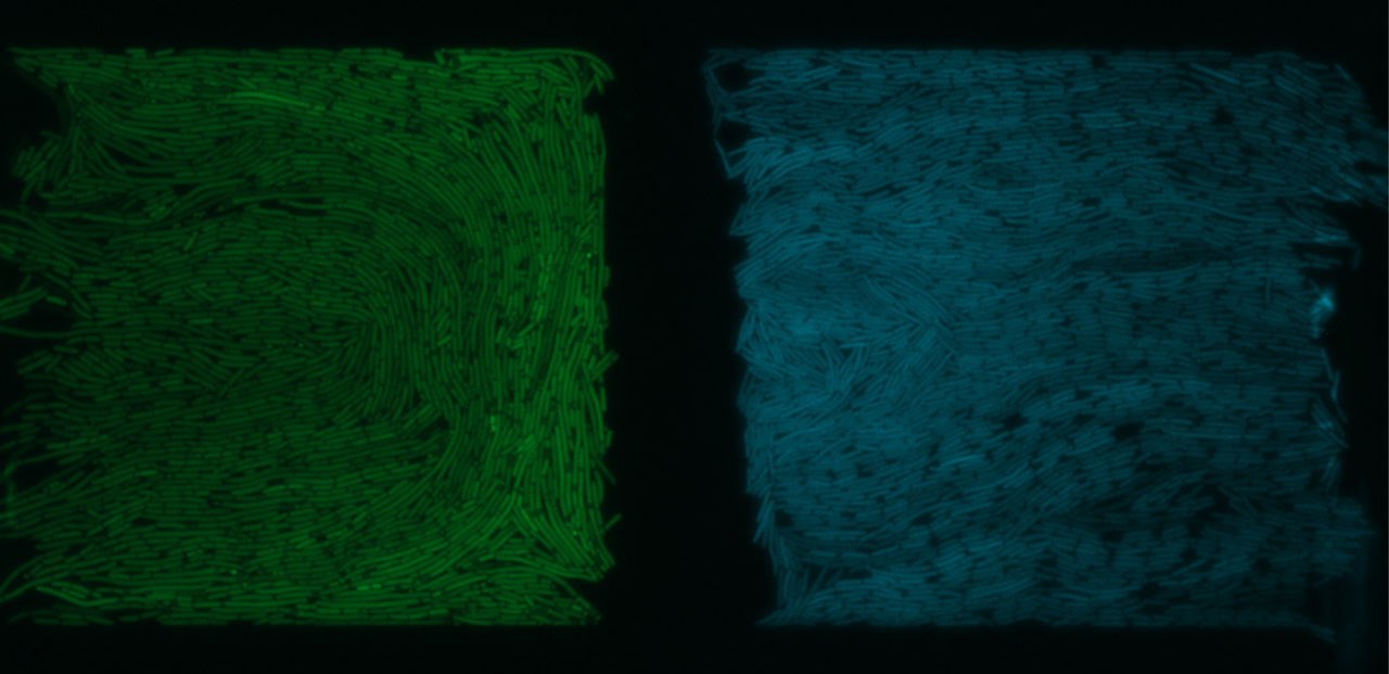 Controlled communication between physically separated bacterial populations in a microfluidic device